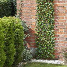 Lemon Leaf Privacy Screening Trellis 180 x 90cm