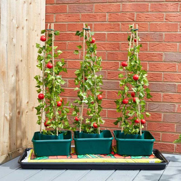 Tomato Gro-Box Self Watering & Support - 3 Pack