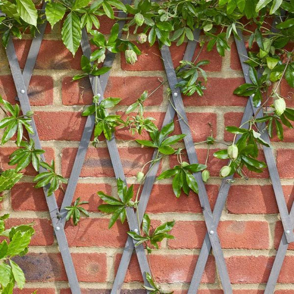 Heavy Duty Wooden Expanding Trellis Slate Grey 1.8 x 0.9m