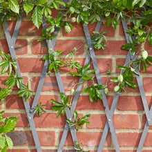 Heavy Duty Wooden Expanding Trellis Slate Grey 1.8 x 0.9m