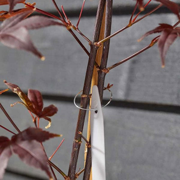 Galvanised Plant Rings Support Ties - 100 Pack