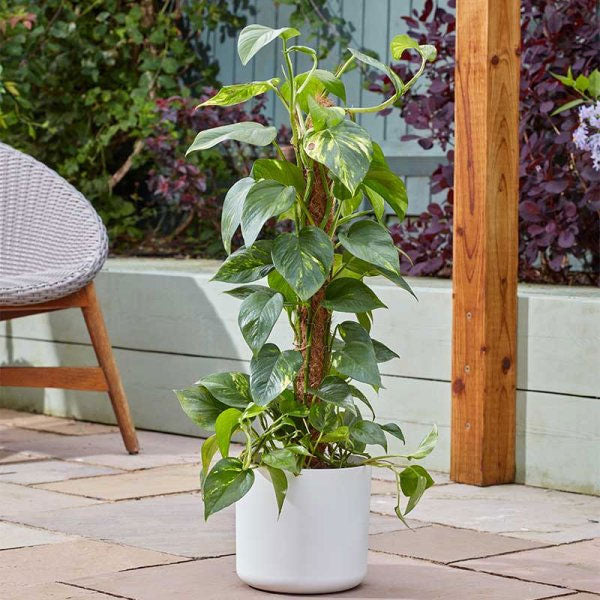 CocoMoss Plant Support Pole 60cm