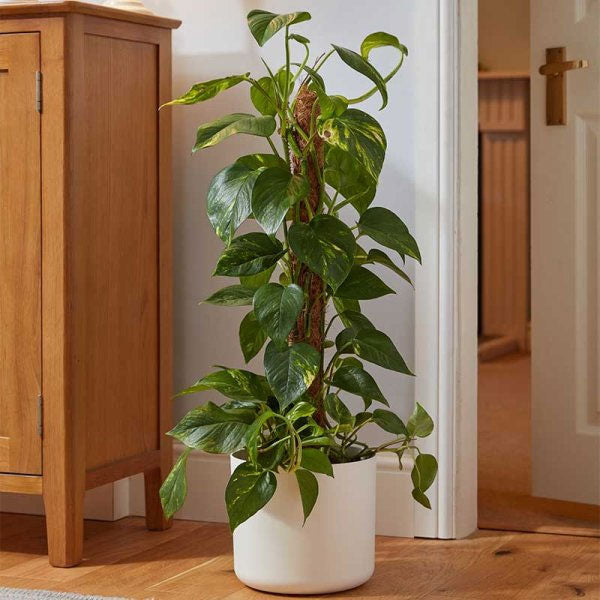 CocoMoss Plant Support Pole 90cm