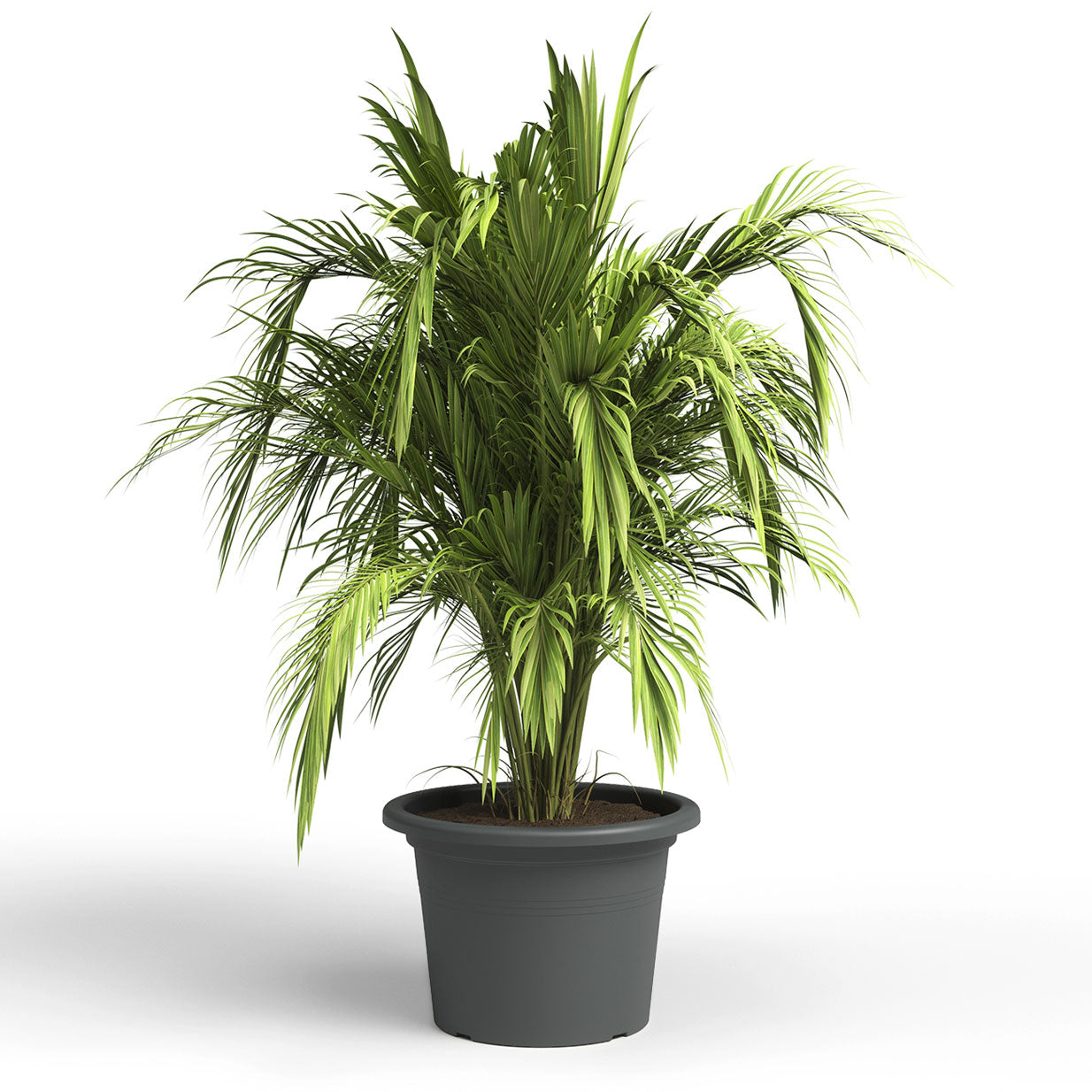 Venezia Clindro Plastic Pot Anthracite 50cm