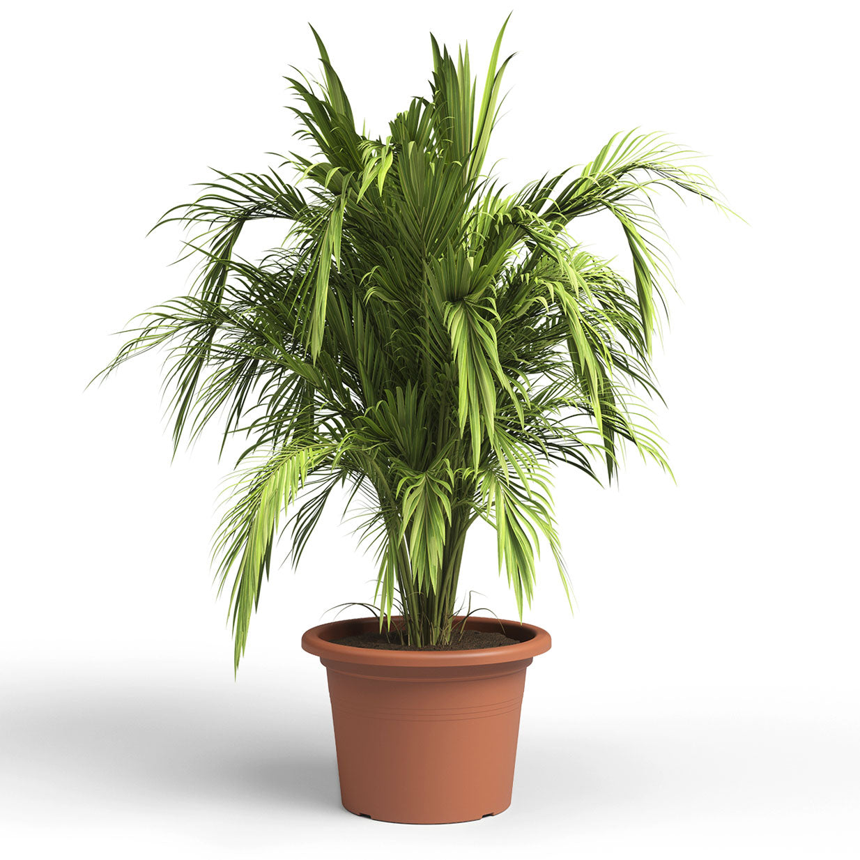 Venezia Cilindro Plastic Pot Terracotta 60cm