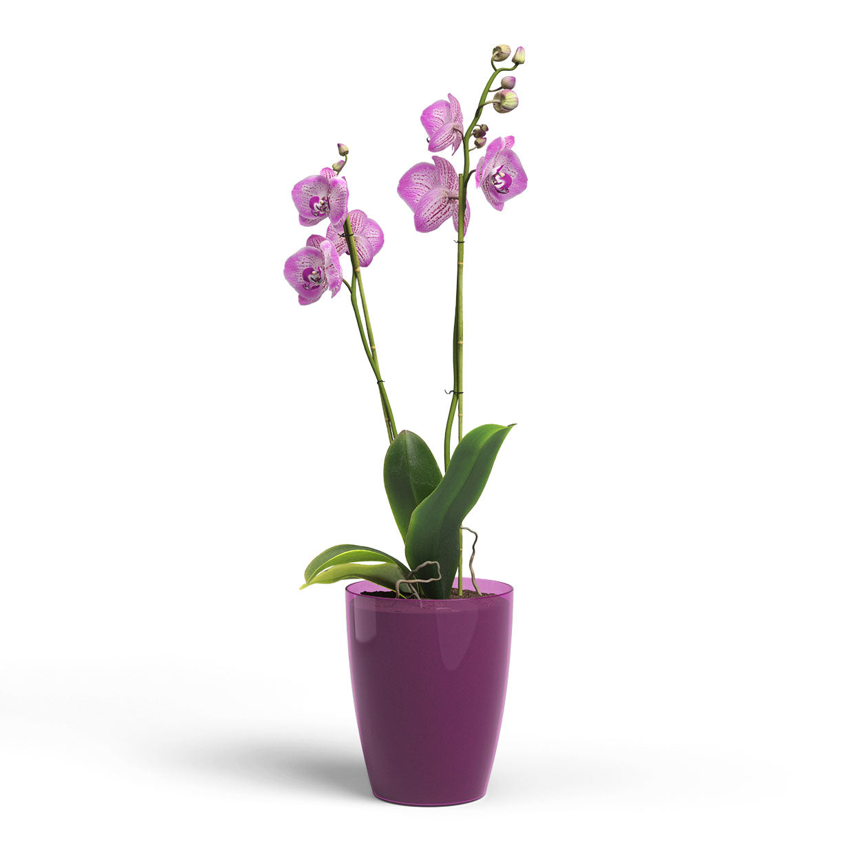 Fiji Plastic Orchid Pot Fuchsia Transparent 12.5cm