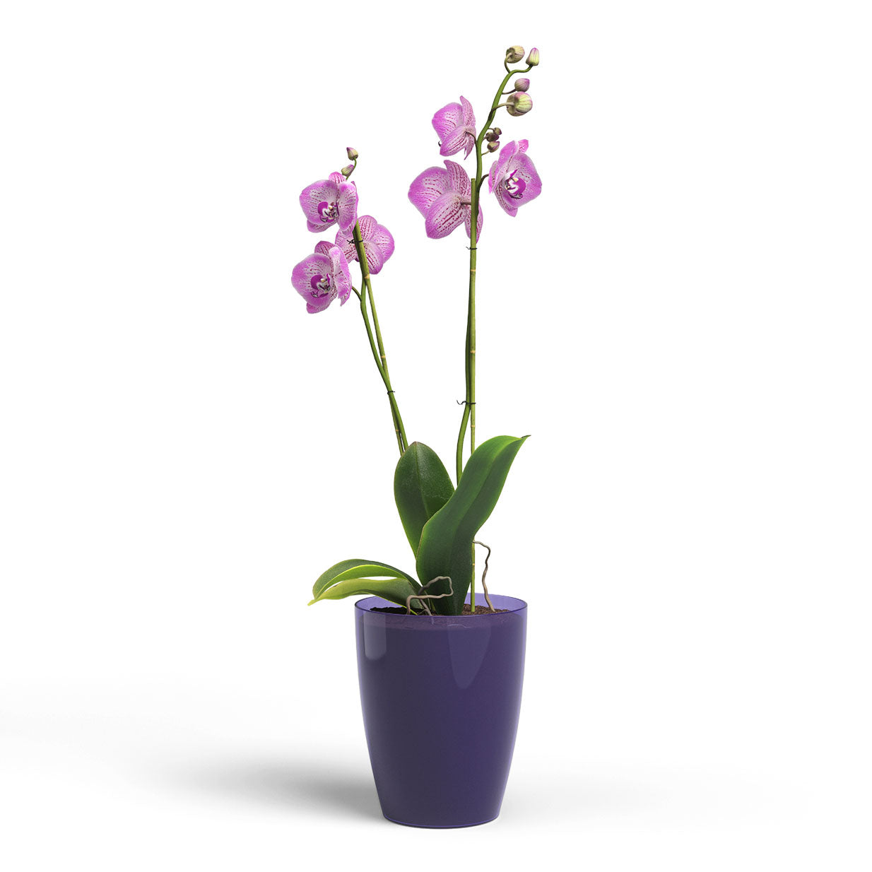 Fiji Plastic Orchid Pot Purple Transparent 12.5cm
