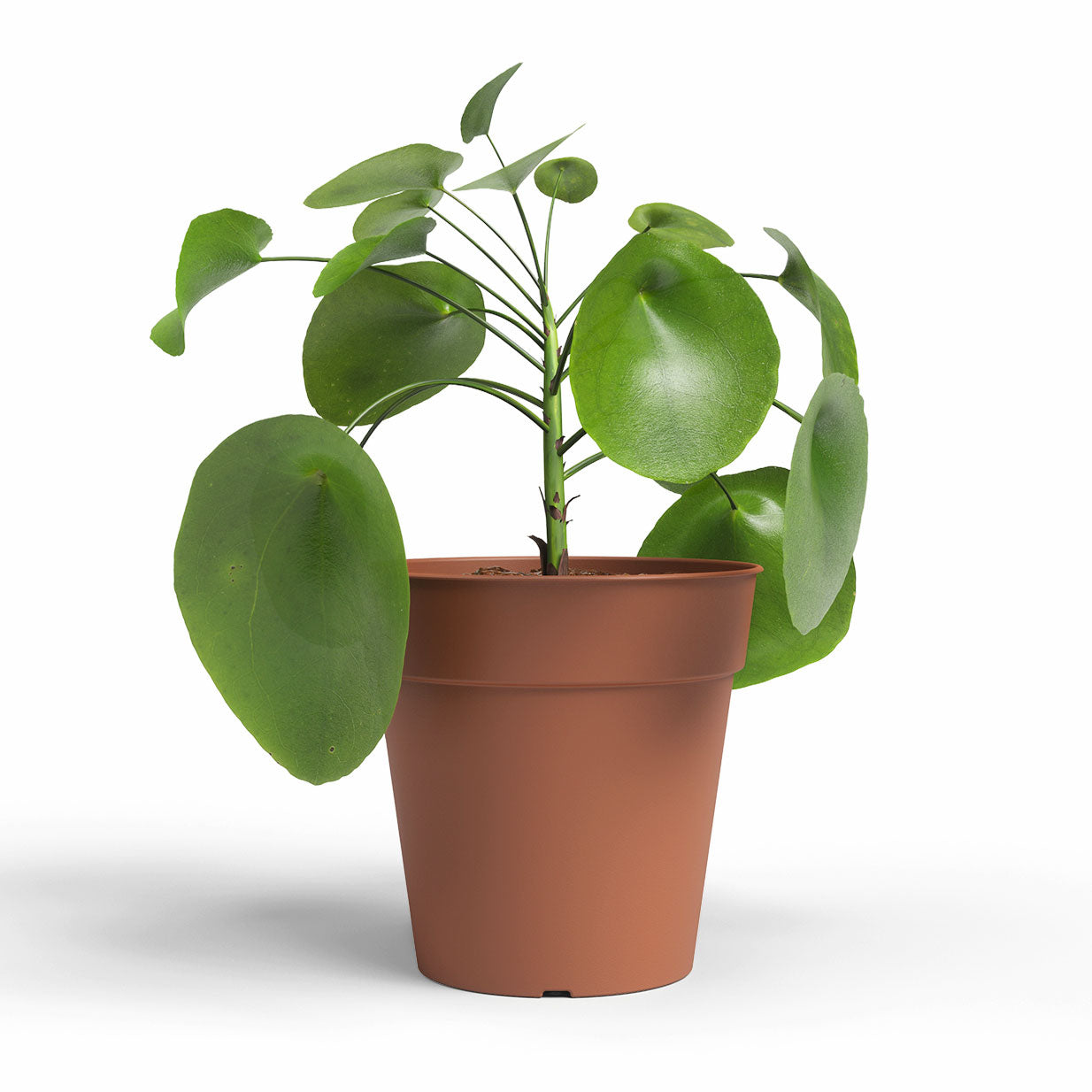 Madagascar Plastic To Grow Pot Terracotta 35cm