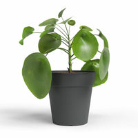 Madagascar Plastic To Grow Pot Anthracite 30cm