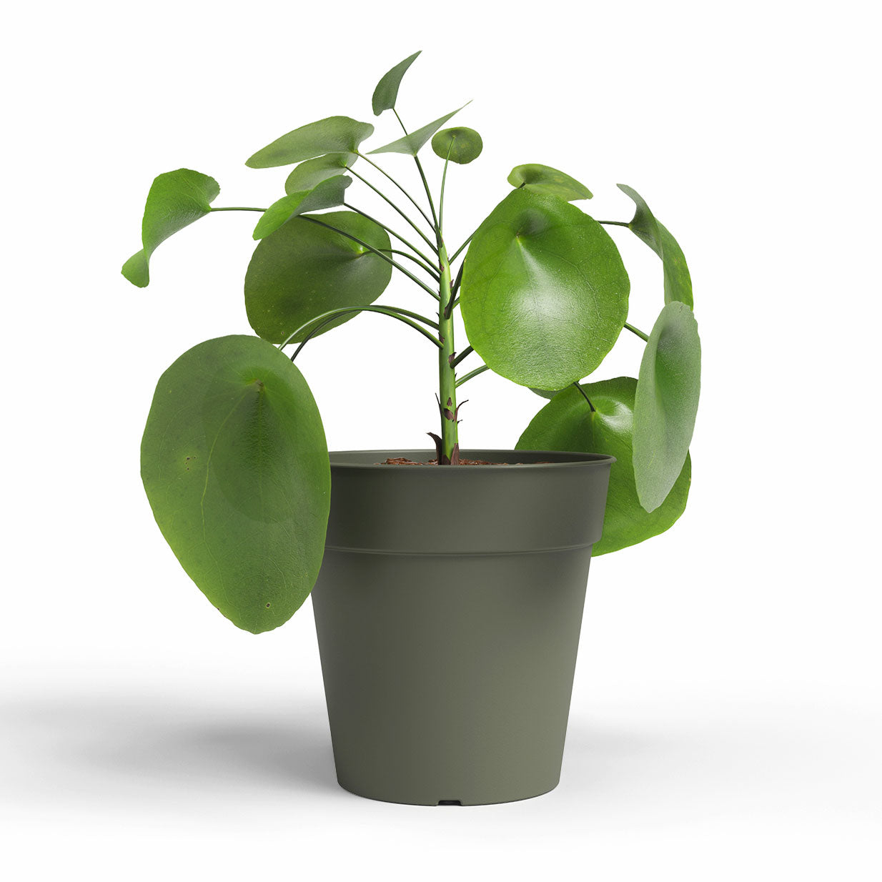 Madagascar Plastic To Grow Pot Dry Green 30cm