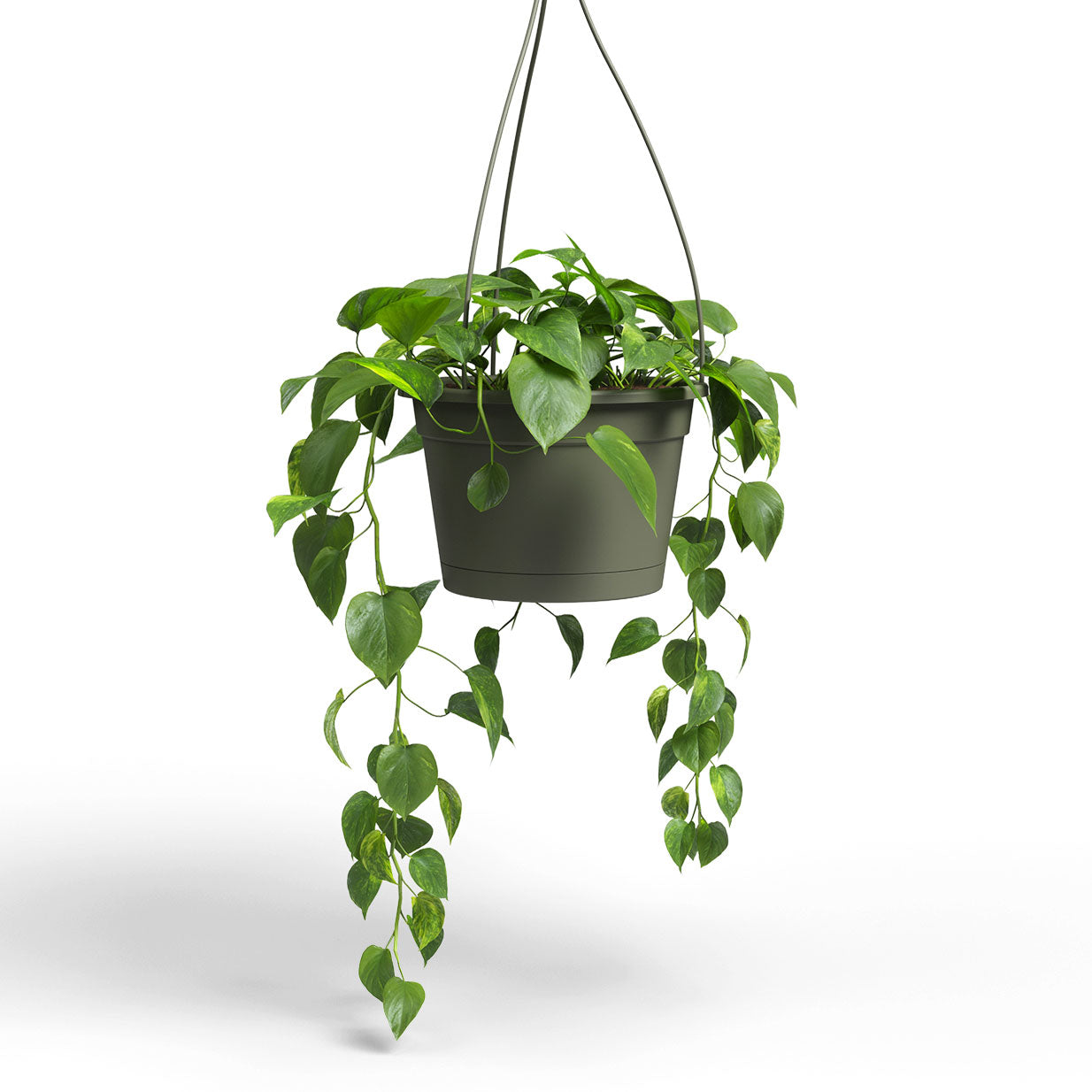 Madagascar Plastic Hanging Basket Dry Green 26cm