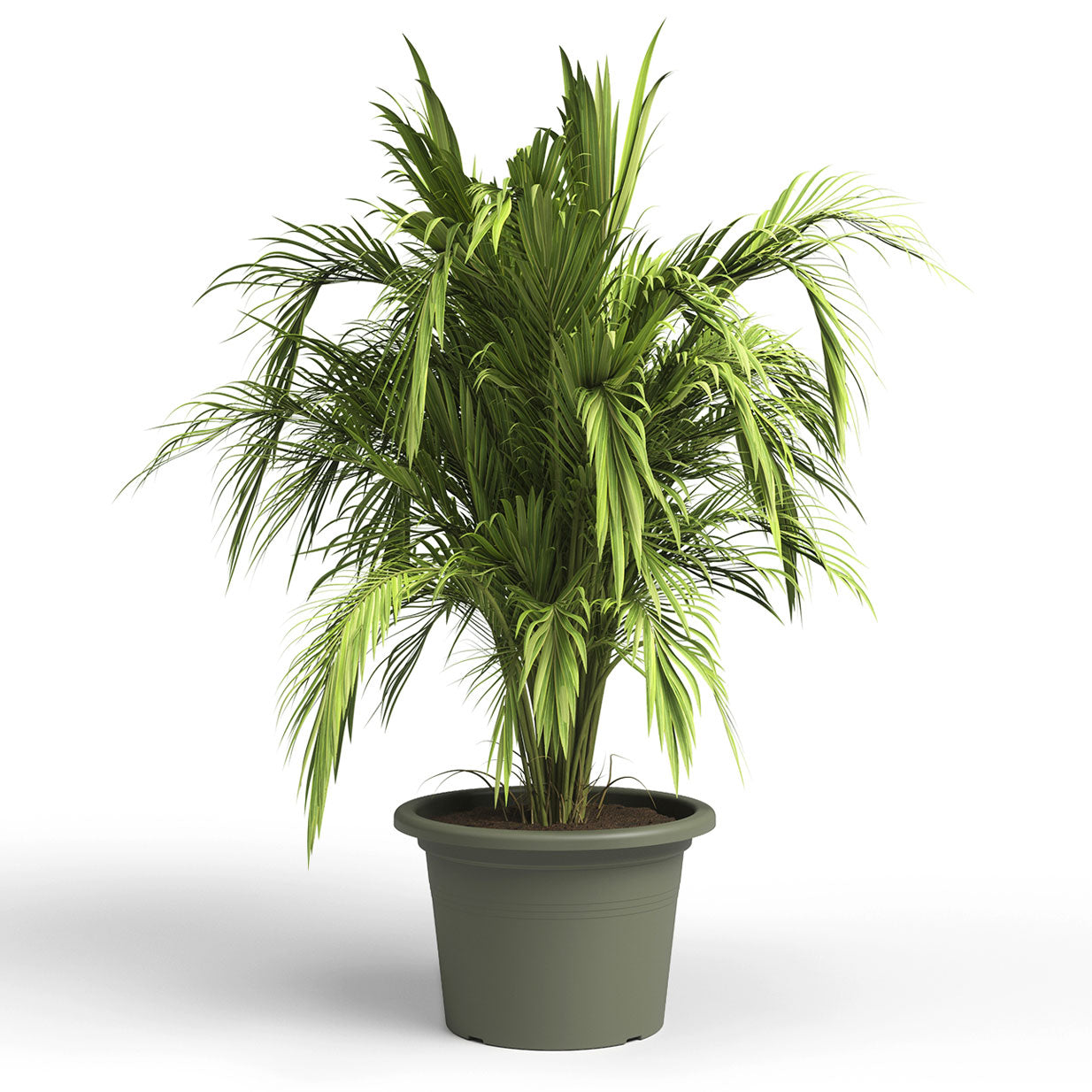 Venezia Clindro Pot Dry Green 40cm
