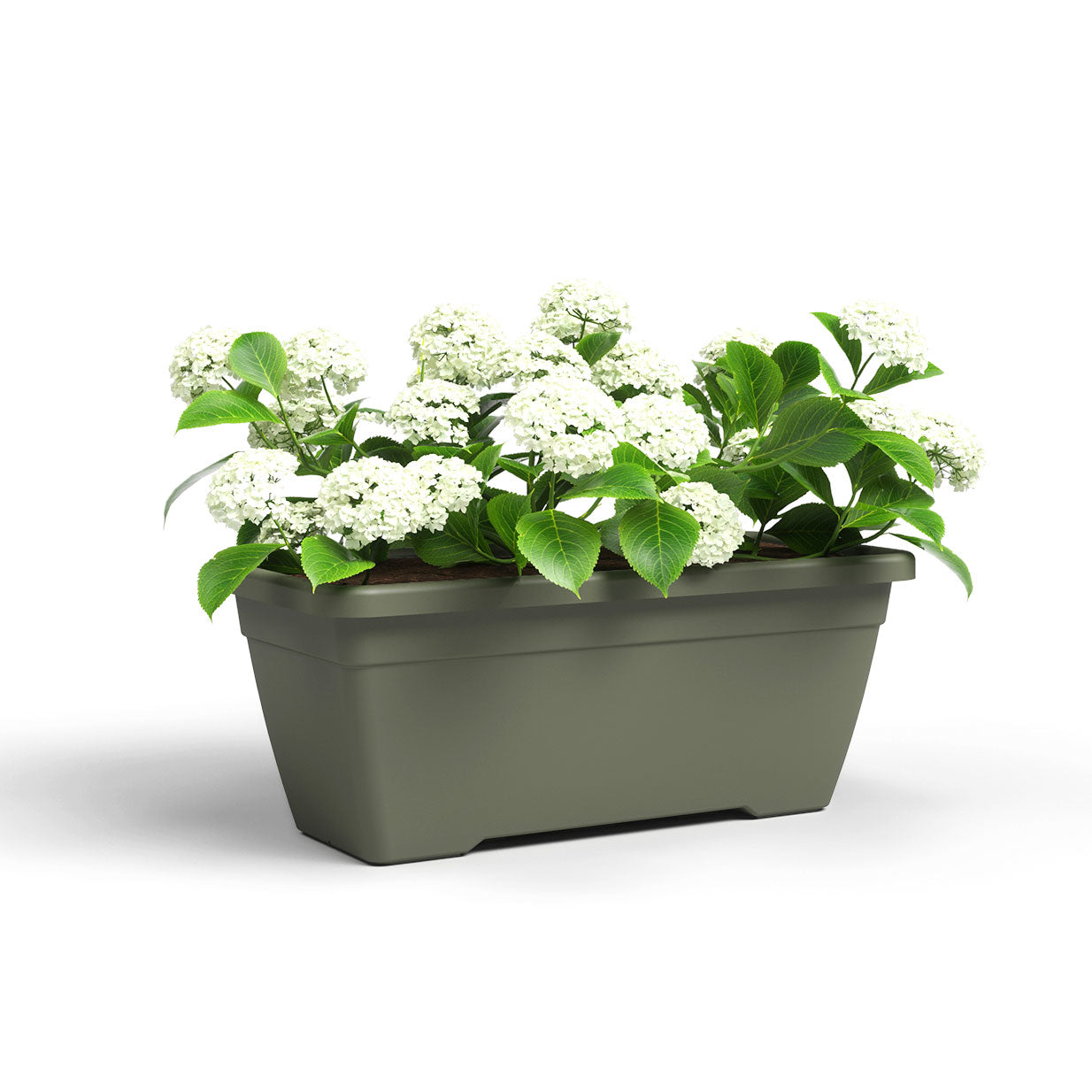 Madagascar Plant Box Dy Green 80cm