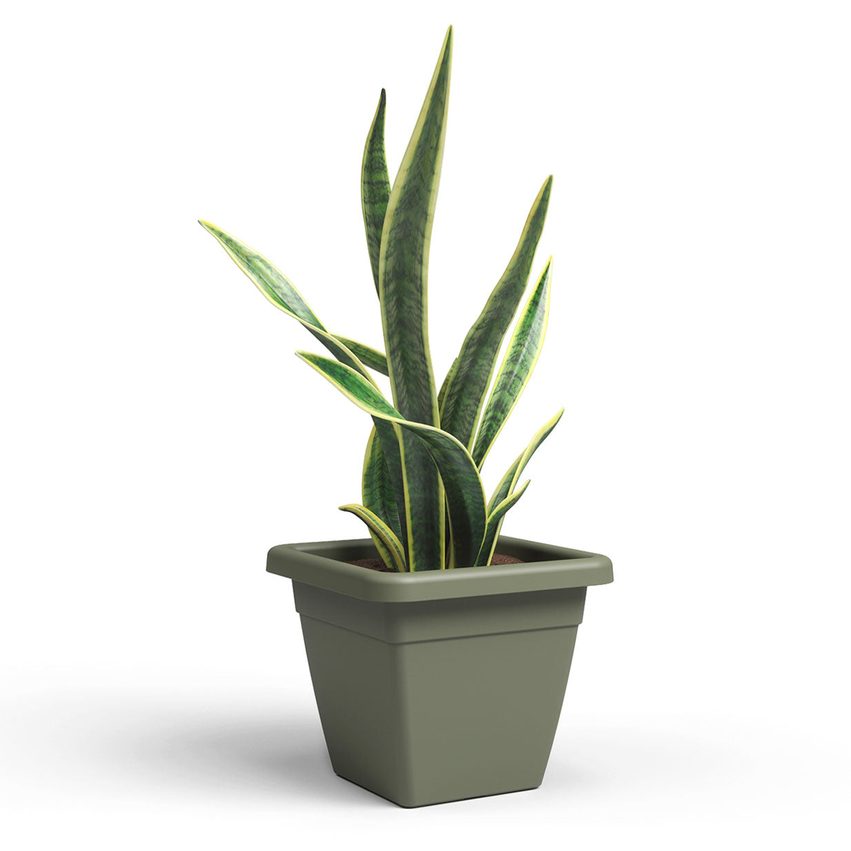 Venezia Plastic Square Pot Dry Green 30cm