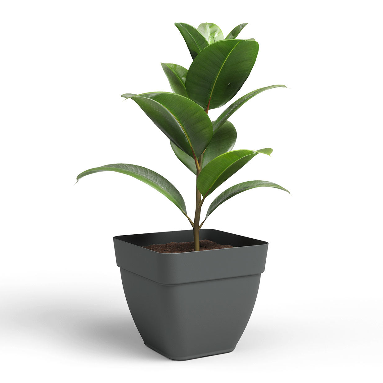 Campana Plastic Square Pot Anthracite 37cm