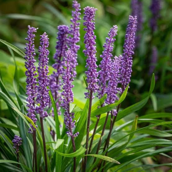Liriope Muscari 2L
