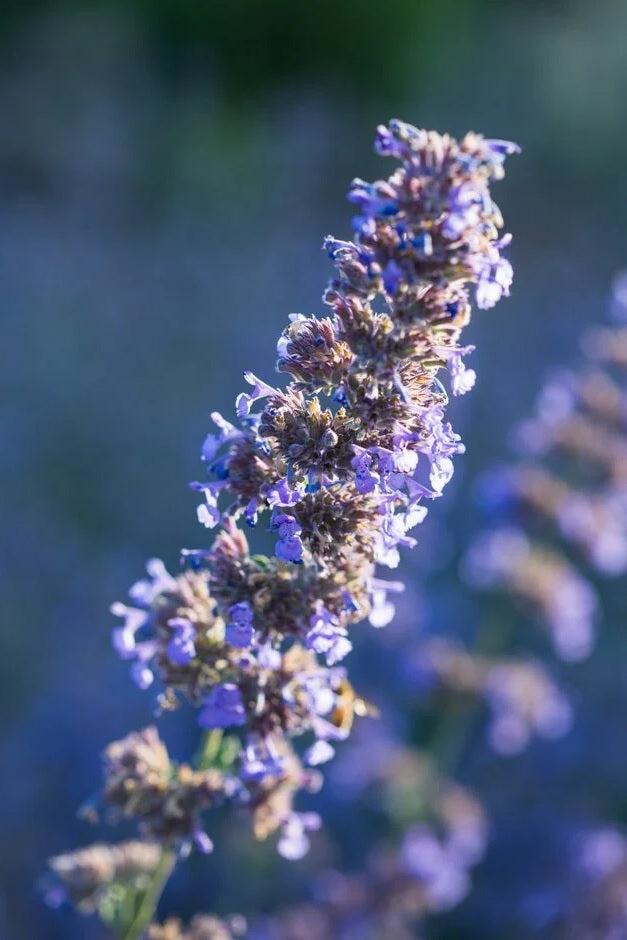 Nepeta Six Hills Giant 2L