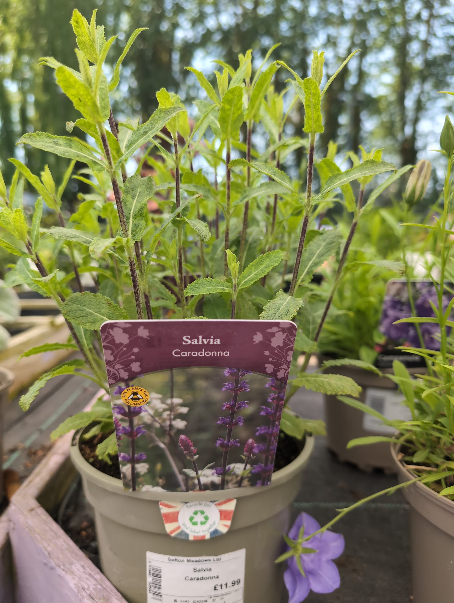 Salvia Caradonna
