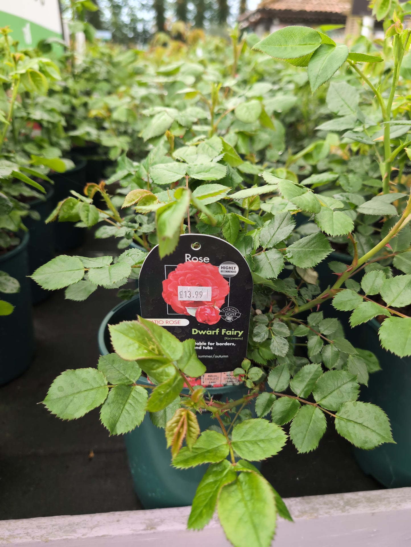 DWARF FAIRY PATIO ROSE