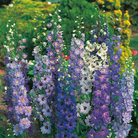 Delphinium Pacific Giants Mixed