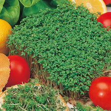 Salad Leaves Cress Fine Curled Seeds