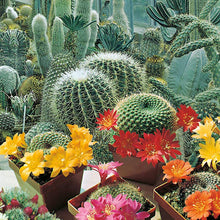 Cactus Seeds: Flowers of the Desert
