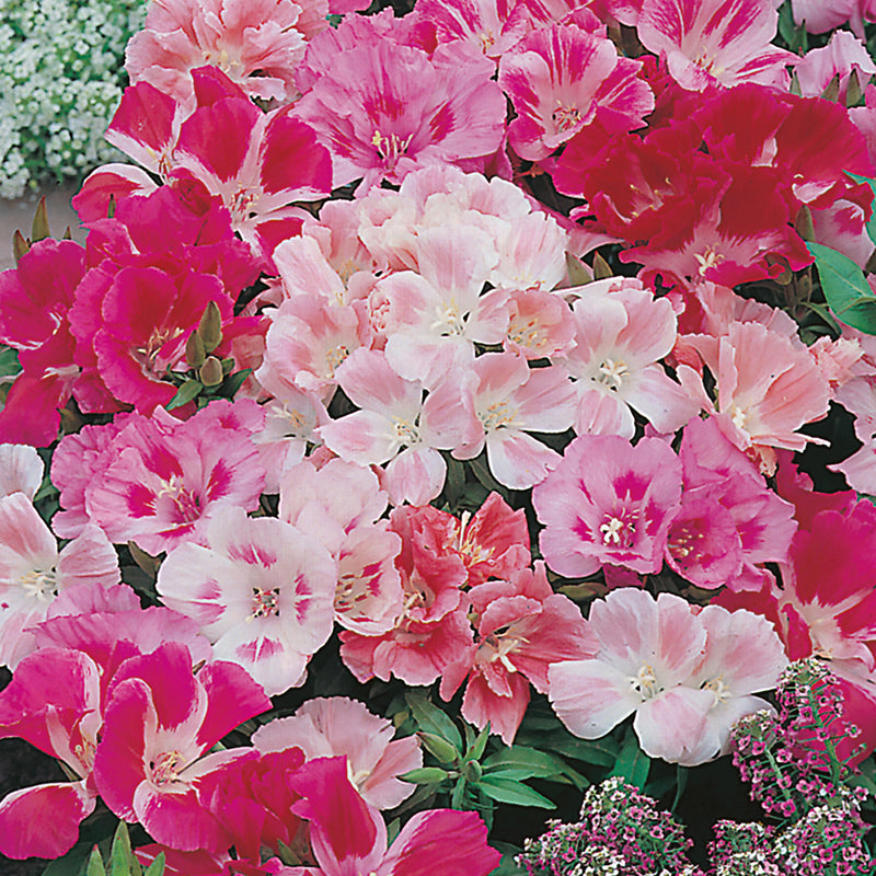 GODETIA Dwarf Mixed seeds