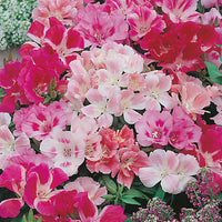 GODETIA Dwarf Mixed seeds