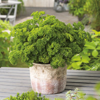 Parsley Moss Curled Seeds