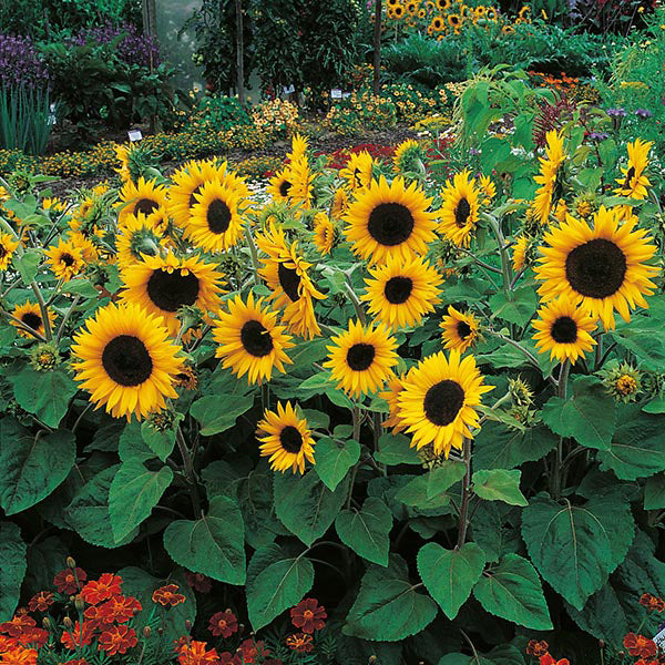 Sunflower Little Dorrit F1