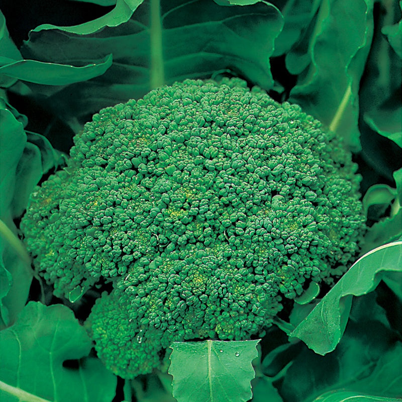 Broccoli (Autumn) Green Calabrese Seeds