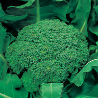Broccoli (Autumn) Green Calabrese Seeds