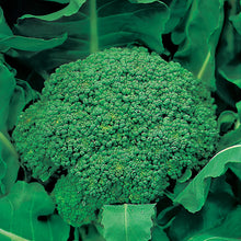 Broccoli (Autumn) Green Calabrese Seeds