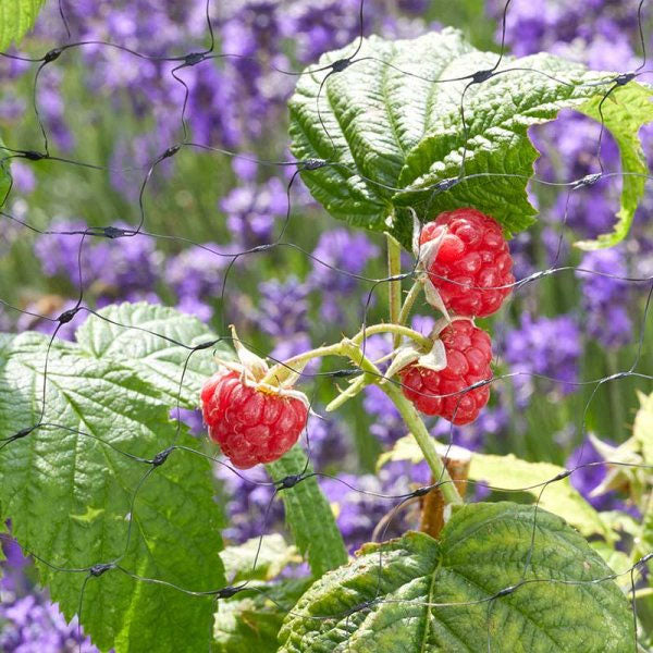 Fruit Netting 25mm Black Mesh