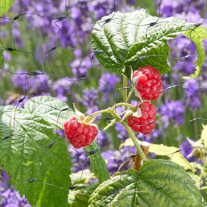 Fruit Netting 25mm Black Mesh