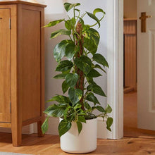 CocoMoss Plant Support Pole 90cm