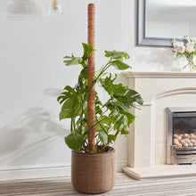 CocoMoss Plant Support Pole 120cm