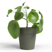 Madagascar Plastic To Grow Pot Dark Green 7.5cm
