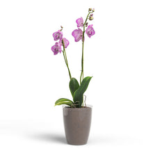 Fiji Plastic Transparent Pot 15cm