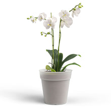 Madagascar To Grow Orchard Pot Transparent 19cm