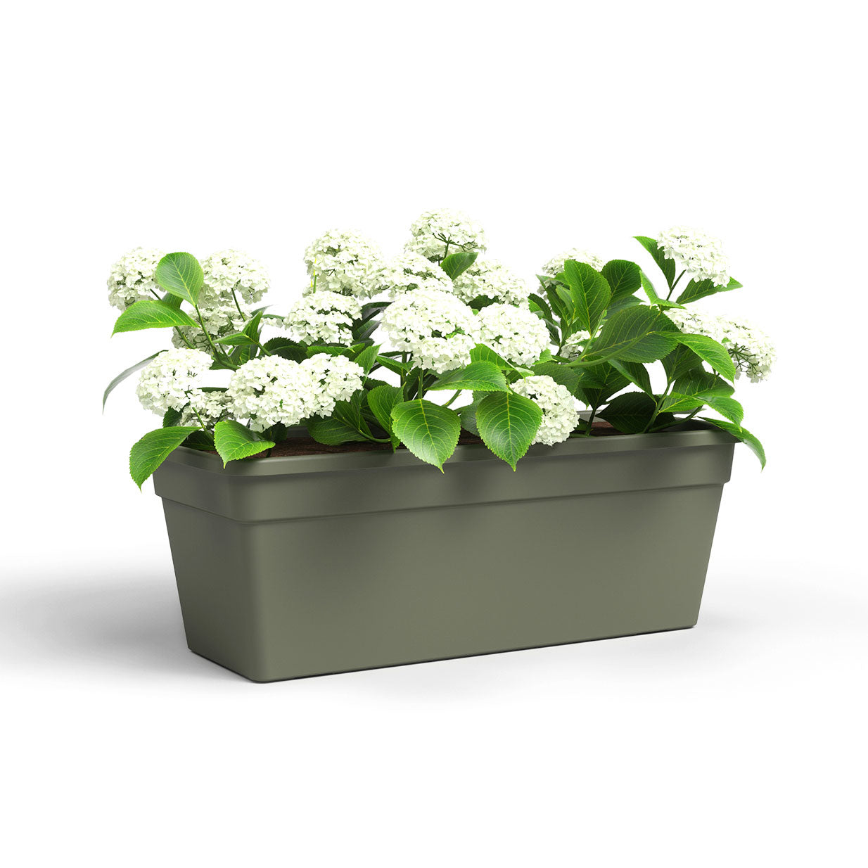 Madagascar Plastic Plant Box Dry Green 60cm