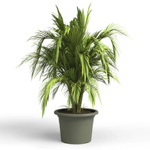 Venezia Clindro Pot Dry Green 40cm