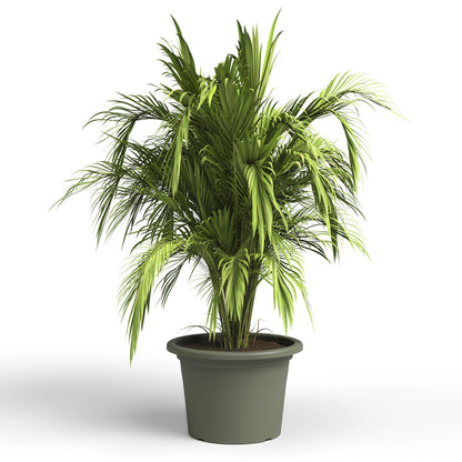 Venezia Clindro Pot Dry Green 40cm