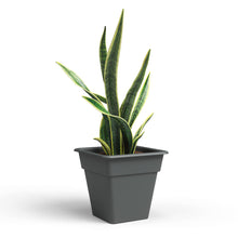 Madagascar Plastic Square Pot Anthracite 35cm