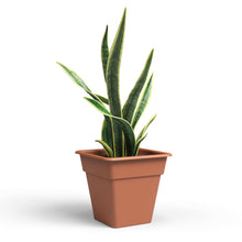 Madagascar Square Plastic Pot Terracotta 35cm
