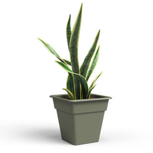 Madagascar Plastic Square Pot Dry Green 35cm