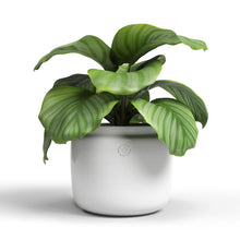 Astrea Ceramic Pot White 26cm
