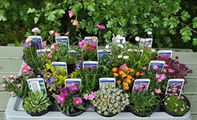 9 CM. ALPINES