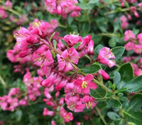 ESCALLONIA Apple Blossom 4L