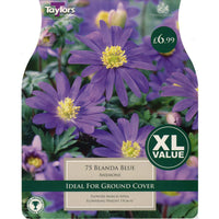 Taylors Bulbs Anemone Blanda Blue XL